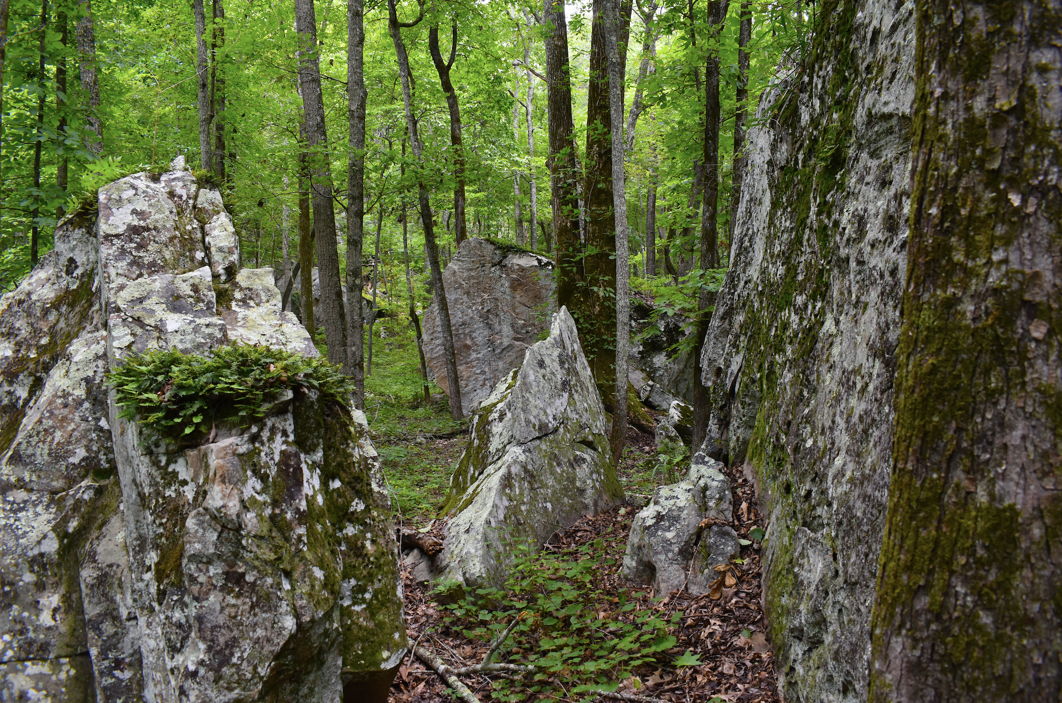 Free primitive camping in the Tennessee River Gorge just outside